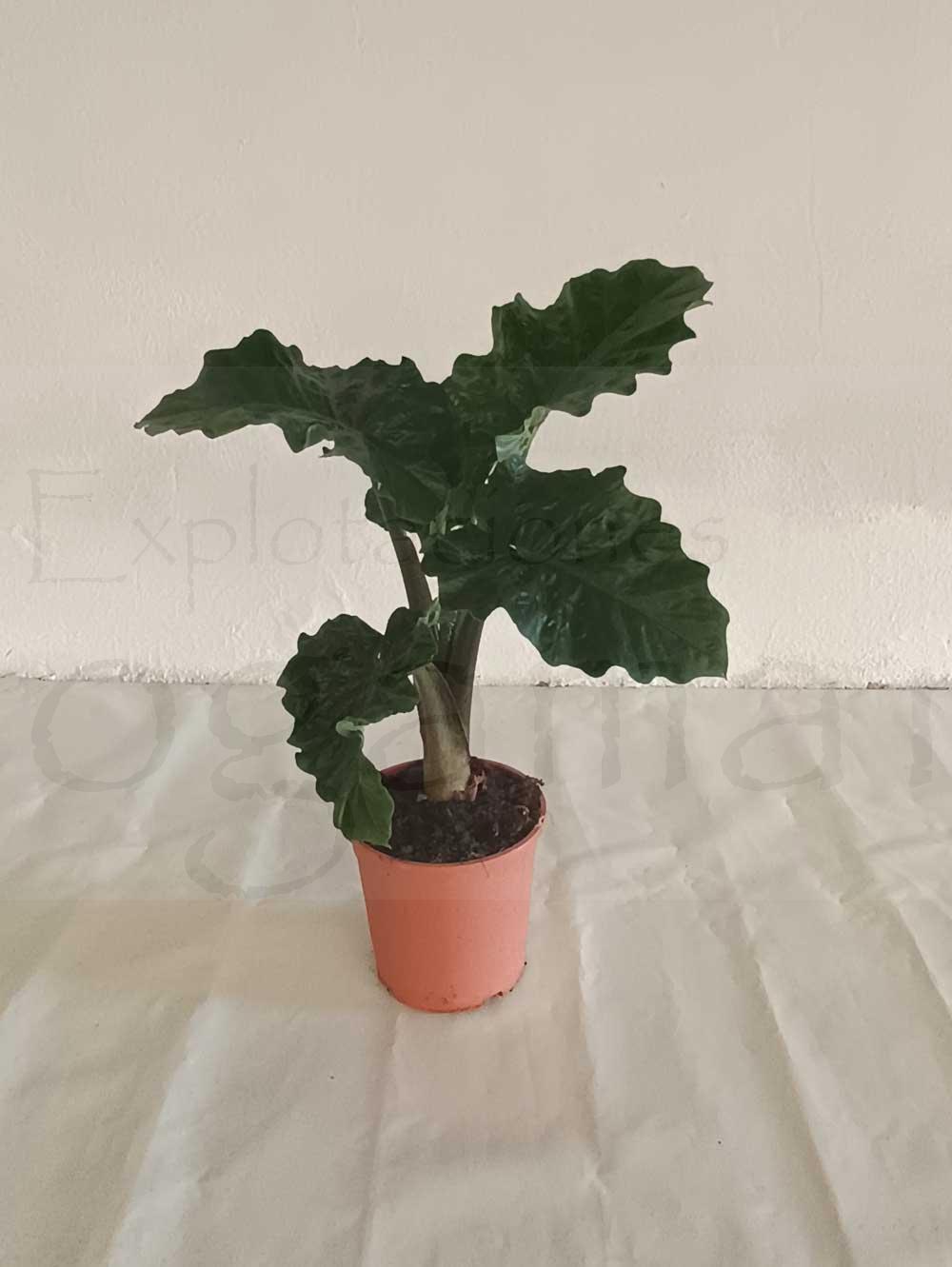 Alocasia-Low-Rider-c22