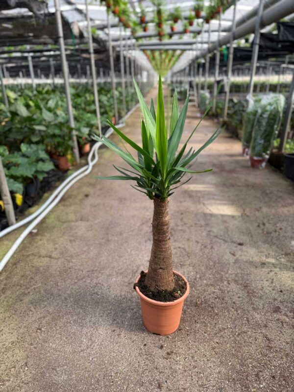 Yucca bulbo c25
