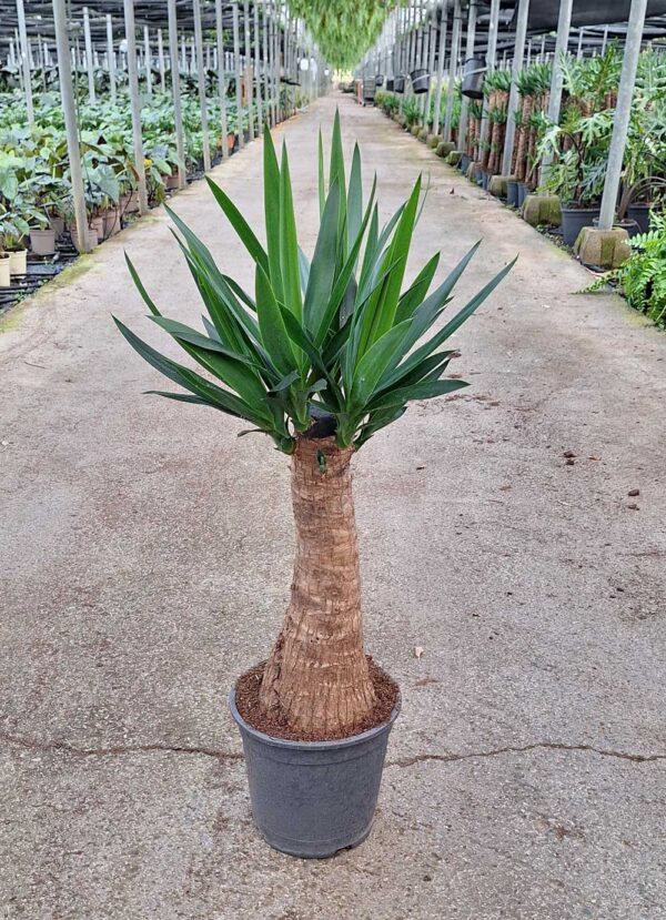Yucca bulbo c22