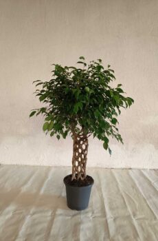 Ficus-benjamina-espaldera-c25