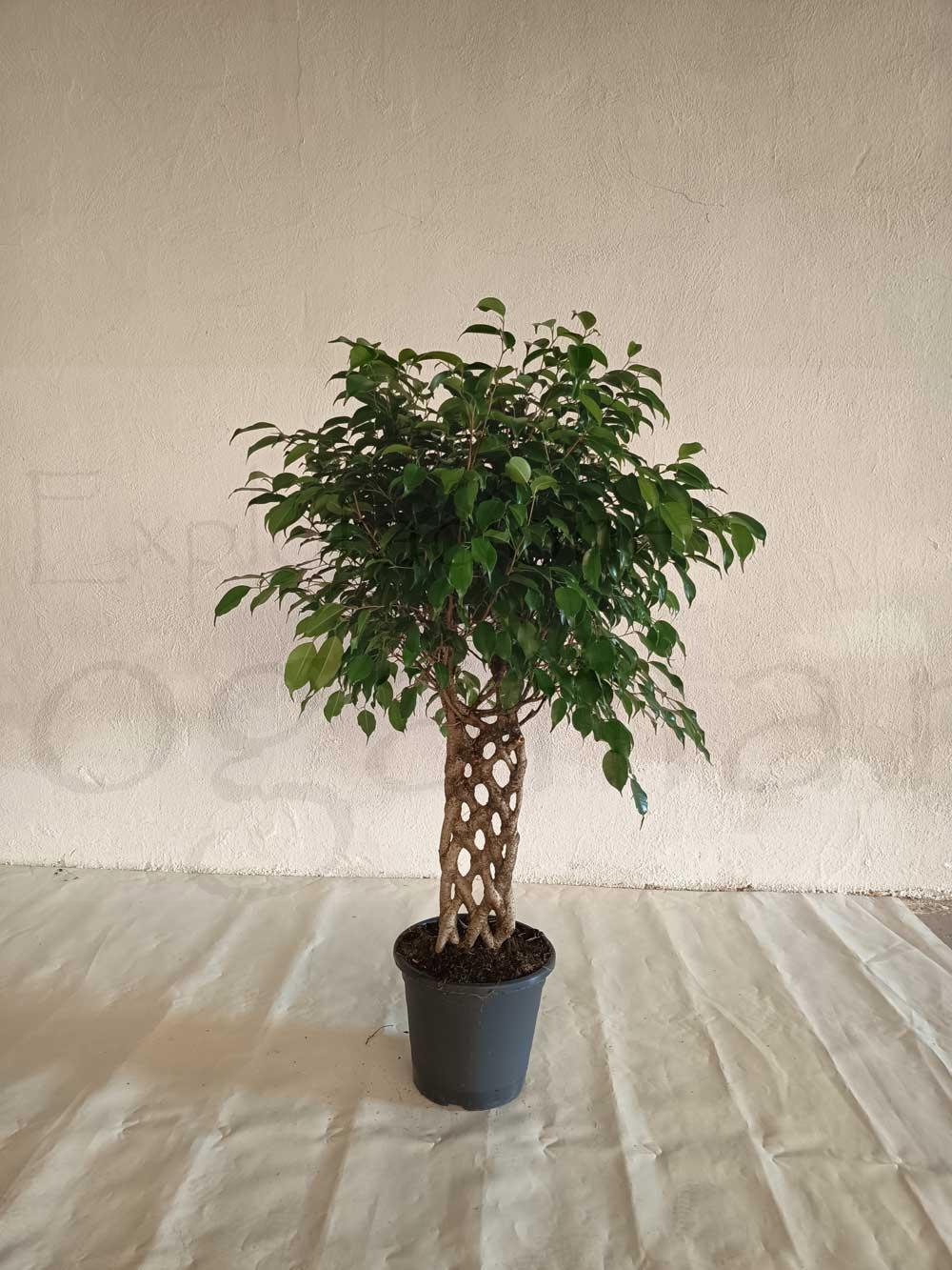 Ficus-benjamina-espaldera-c25
