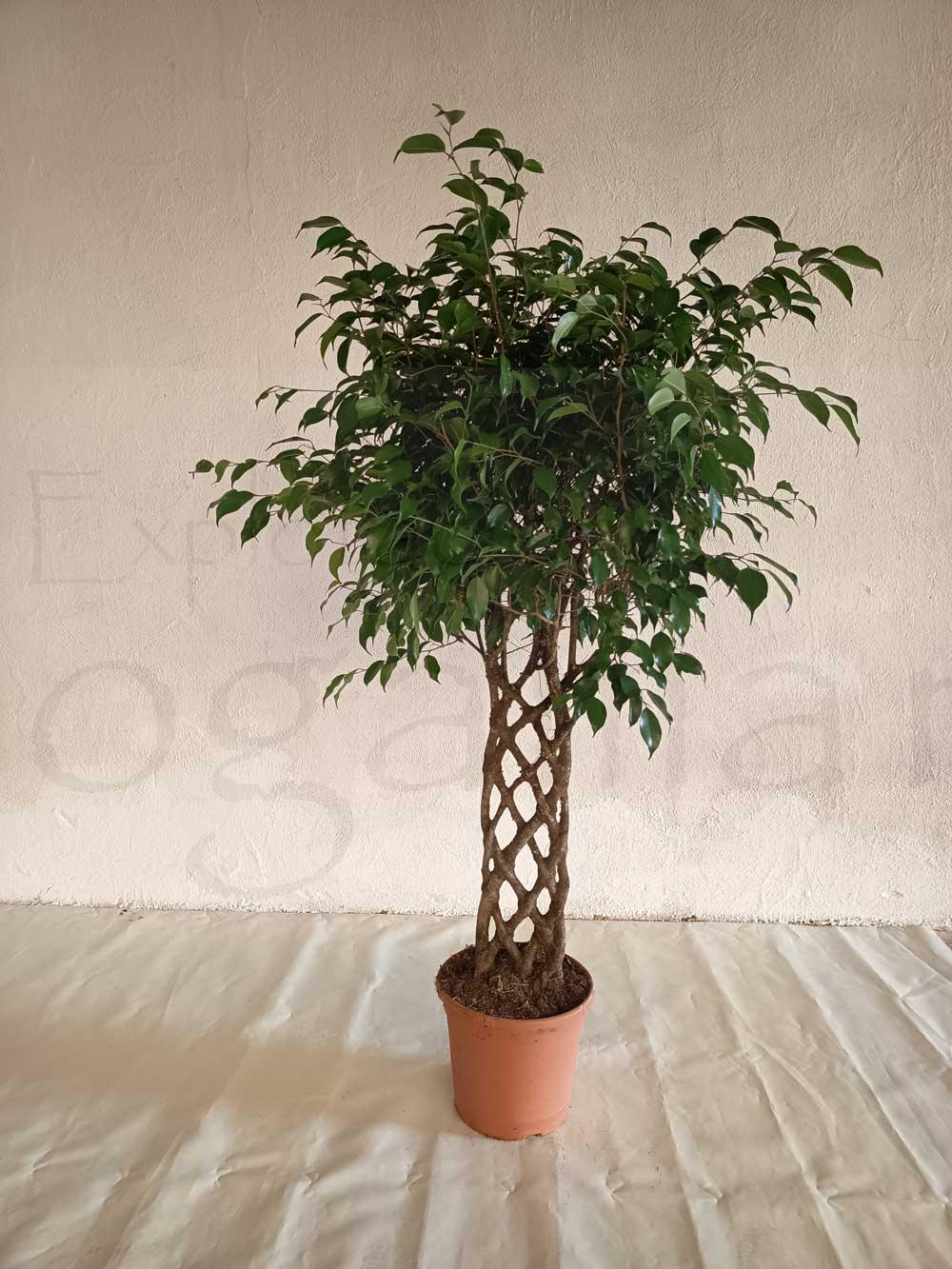 Ficus-benjamina-espaldera-c30