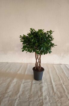 Ficus-moclamen--columna-c25