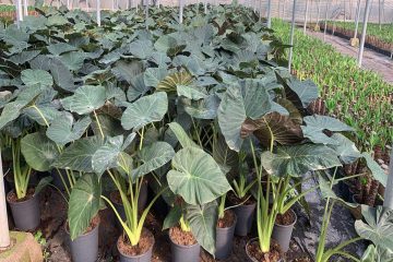 Alocasia-Guía-Definitiva-de-Cuidados-y-Variedades