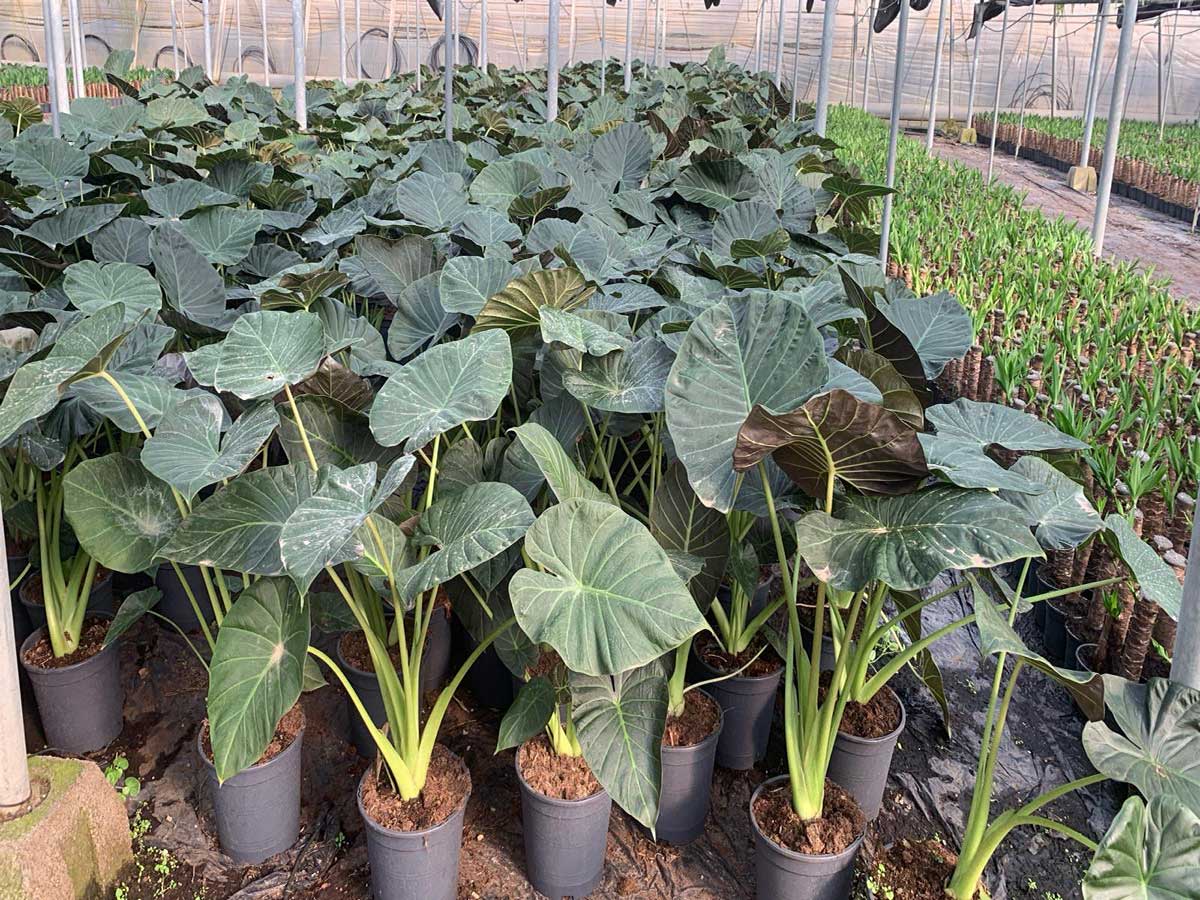 Alocasia-Guía-Definitiva-de-Cuidados-y-Variedades