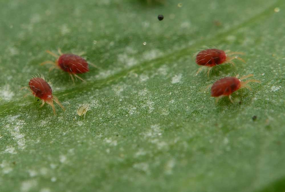 araña-roja