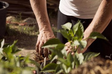 Botiquín-casero-para-plantas