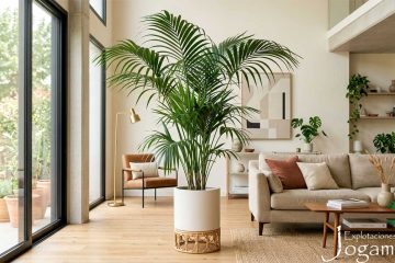 cuidados-kentia-howea-forsteriana