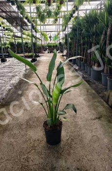 Strelitzia-Regina-c20