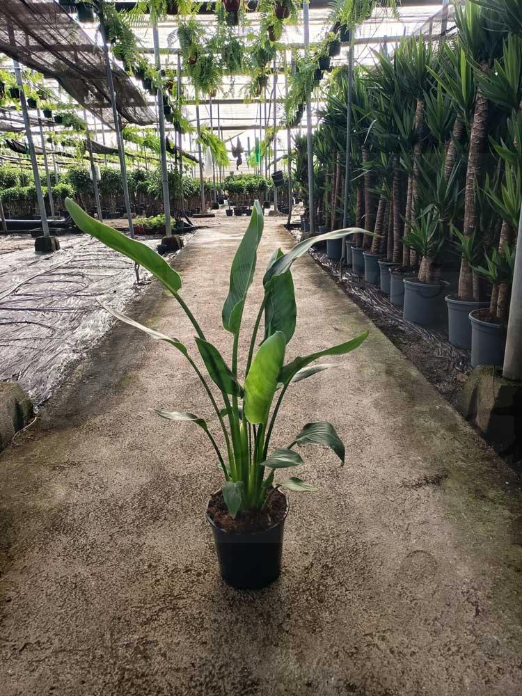 Strelitzia-Regina-c20