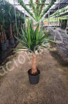 Yucca-bulbs-c22