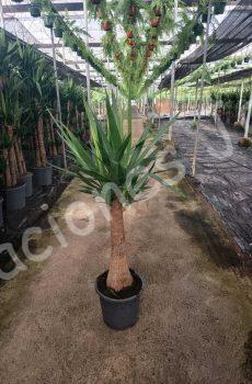 Yucca-bulbs-c25