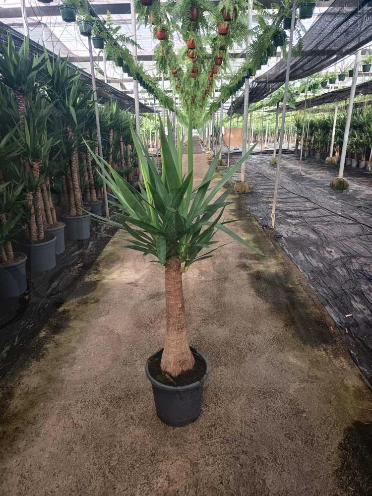 Yucca-bulbs-c25