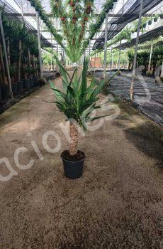 Yucca-elegans-c14-30cm