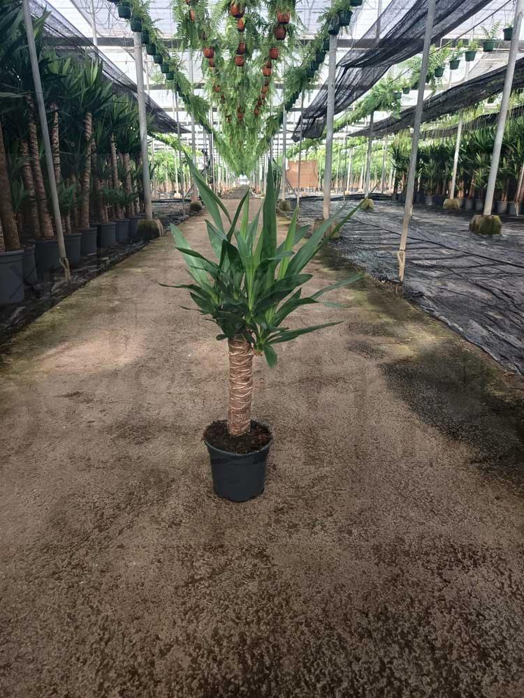 Yucca-elegans-c14-30cm