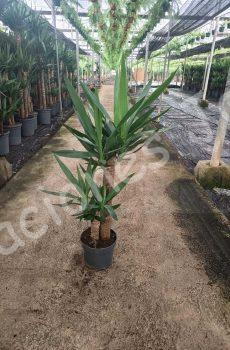 Yucca-elegans-c18-60-30