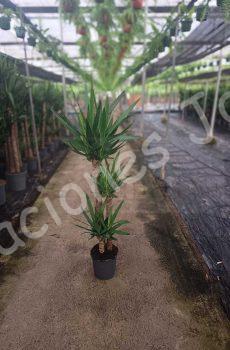 Yucca-elegans-c22-90-60-30