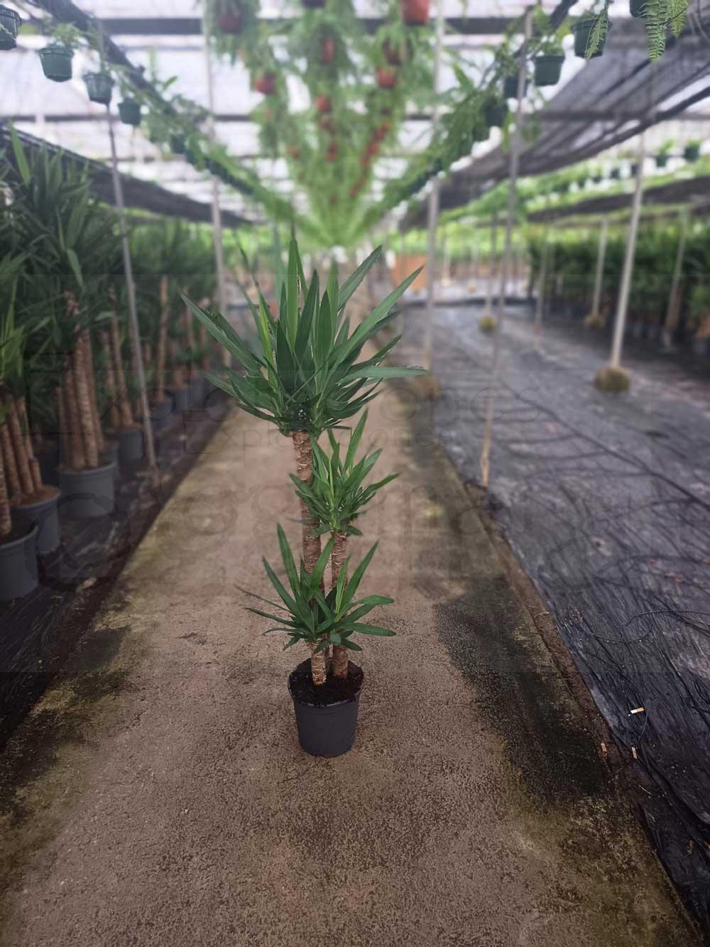 Yucca-elegans-c22-90-60-30