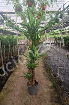 Yucca-elegans-c35-150-120-90-60-30