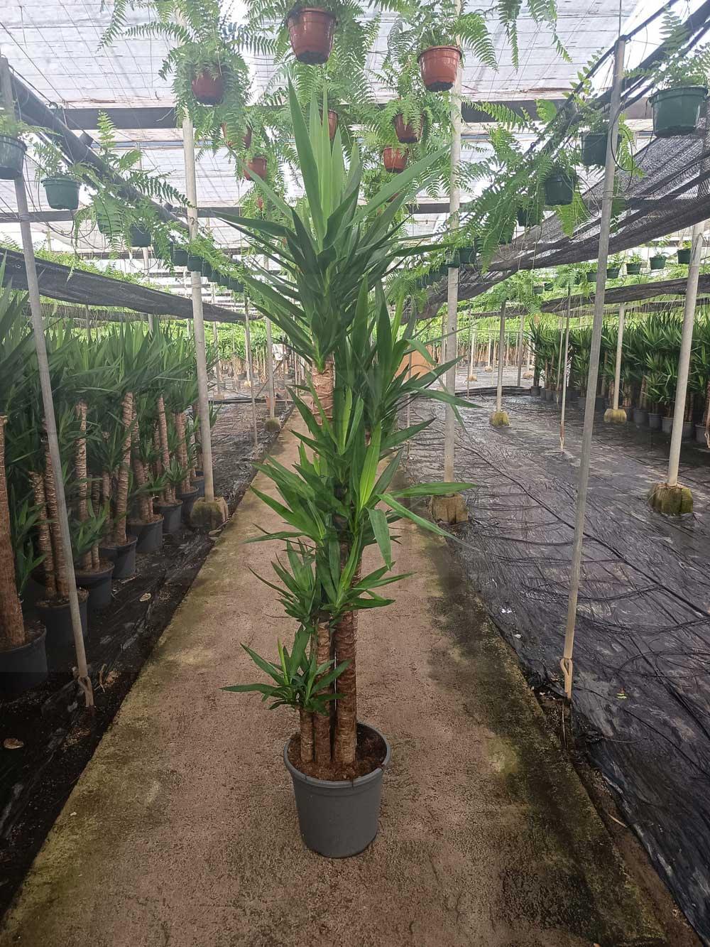 Yucca-elegans-c35-150-120-90-60-30