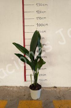 aspidistra c17