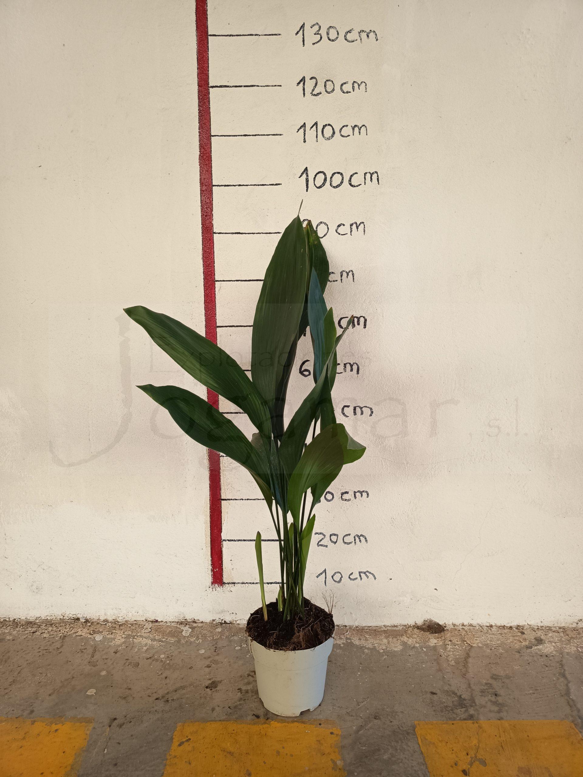 aspidistra c17