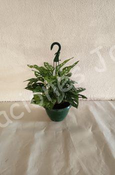 monstera adansonii t15