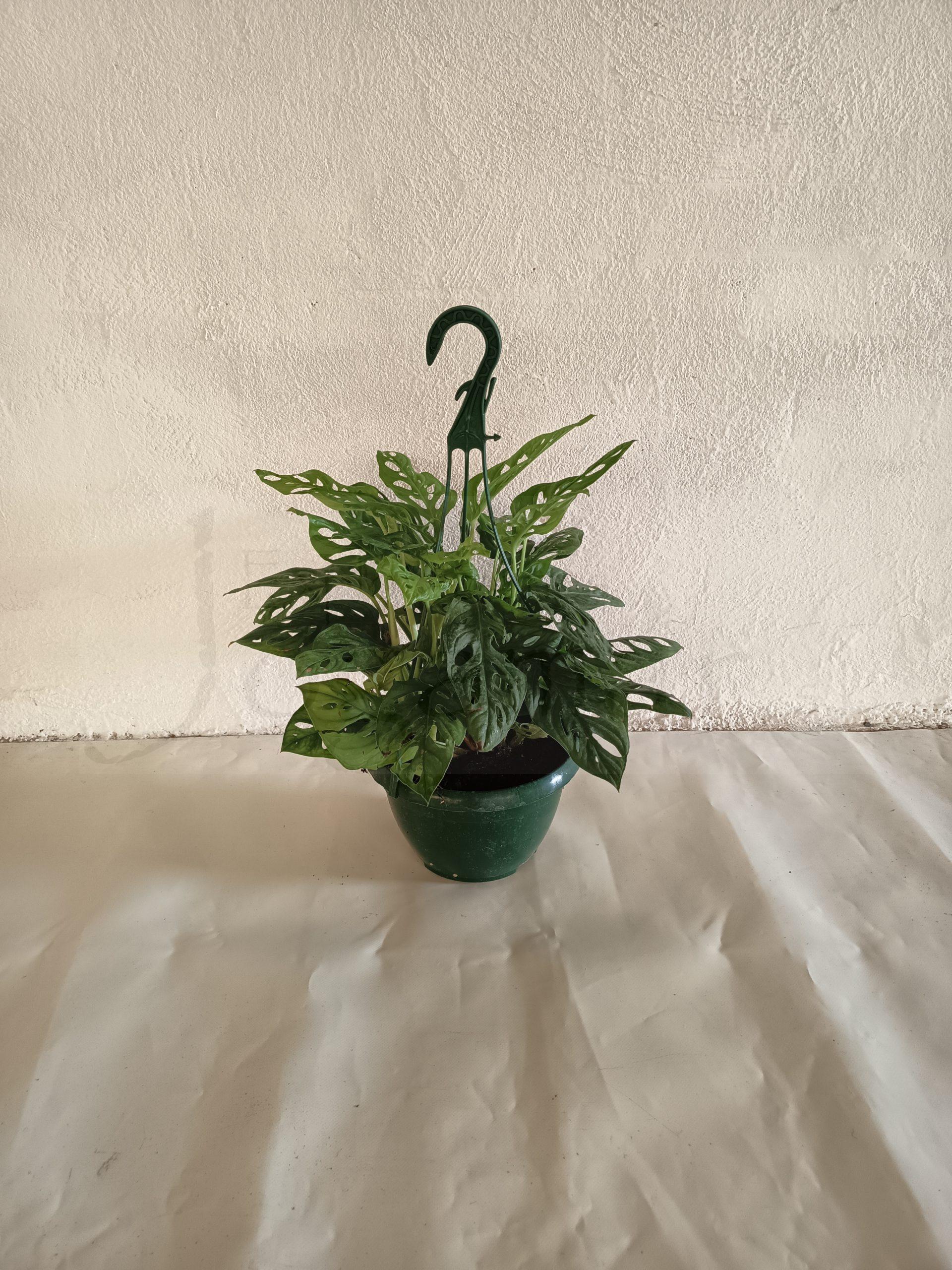 monstera adansonii t15