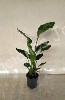 Strelitzia Nicolai c22