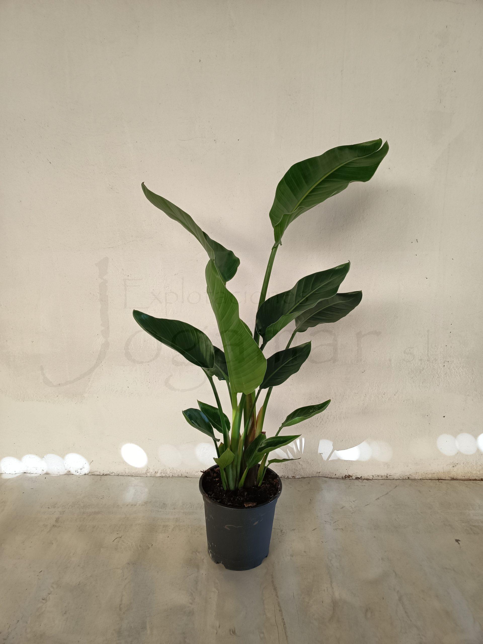 Strelitzia Nicolai c22