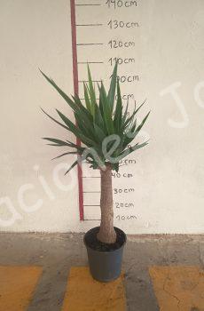Yucca bulbs c22