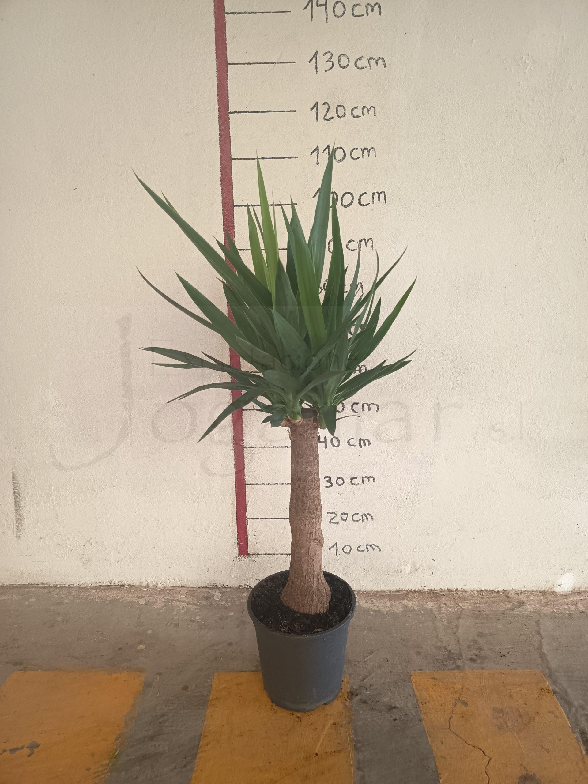 Yucca bulbs c22