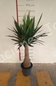 Yucca bulbs c25