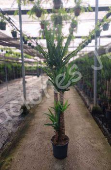 yucca-elegans-c30-120-90-60-30