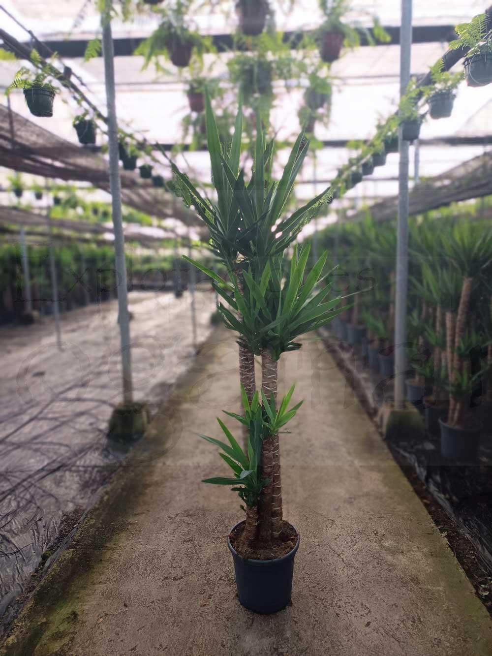 yucca-elegans-c30-120-90-60-30