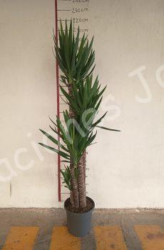 yucca elegans c35 1,50-1,20-90-60-30