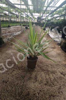 yucca-jewel-c17