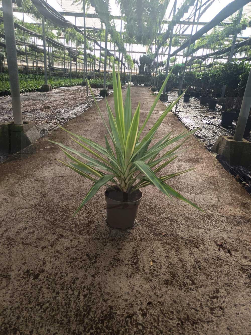 yucca-jewel-c17