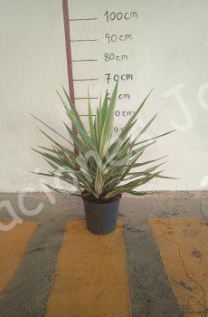 yucca jewel c20