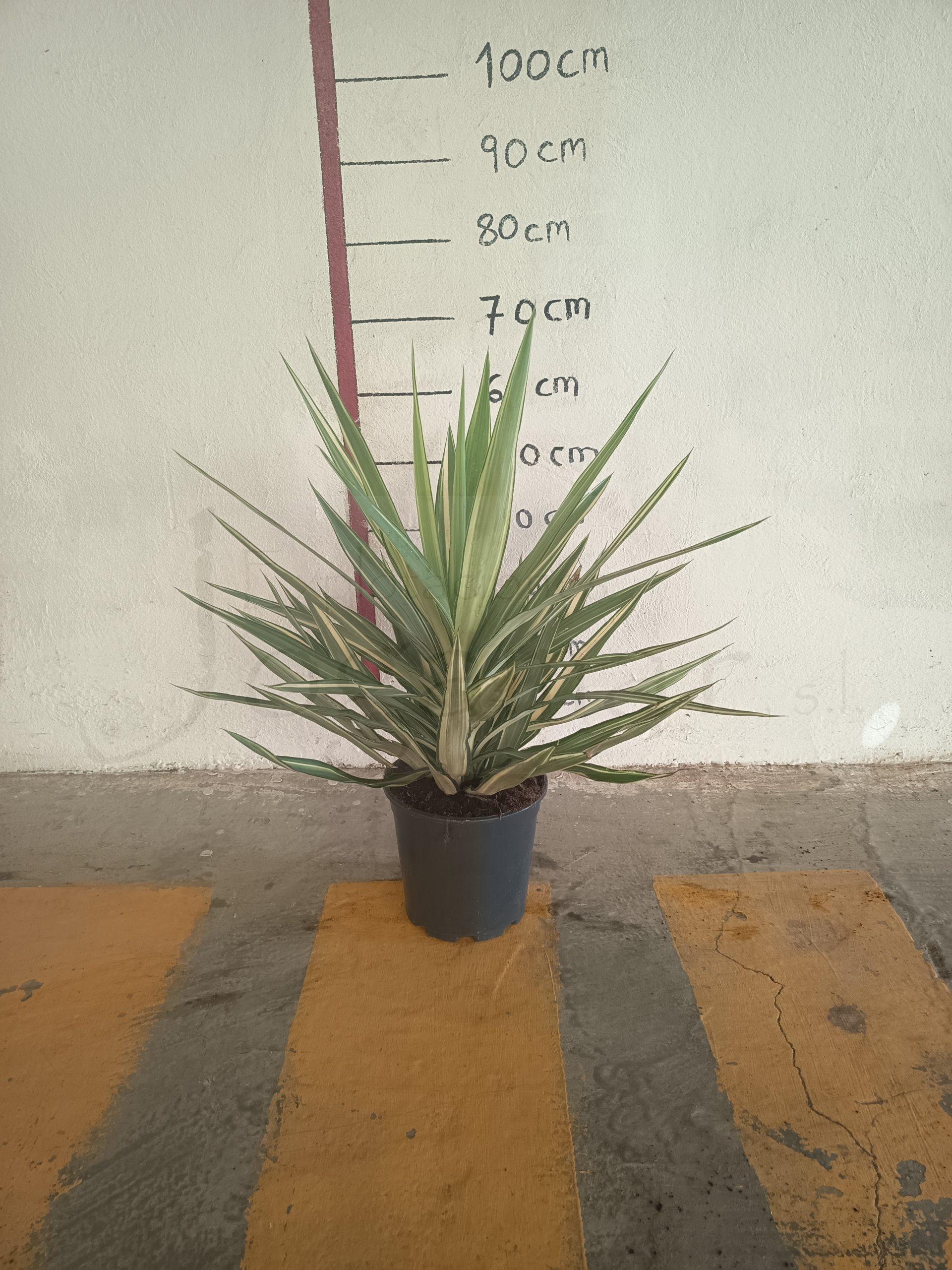 yucca jewel c20