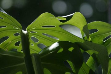 Cuidados-de-la-Monstera