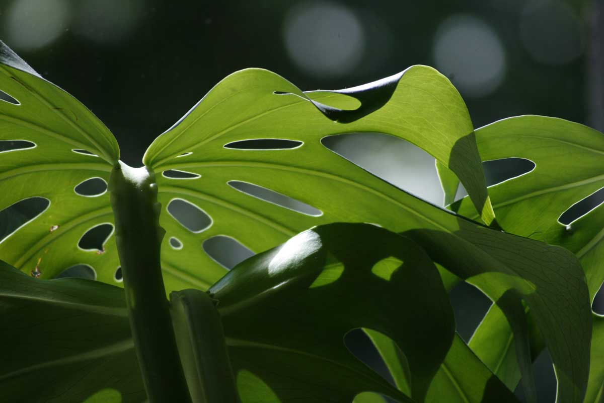 Cuidados-de-la-Monstera