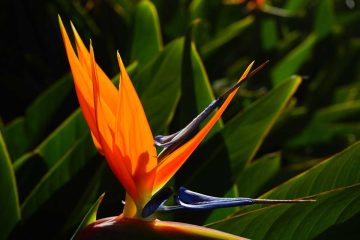 Guía-completa-de-la-Strelitzia